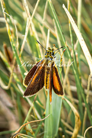 Skipper 11 - August 17, 2024 - Casey Jones State Trail Minnesota