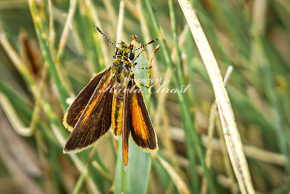 Skipper 12 - August 17, 2024 - Casey Jones State Trail Minnesota