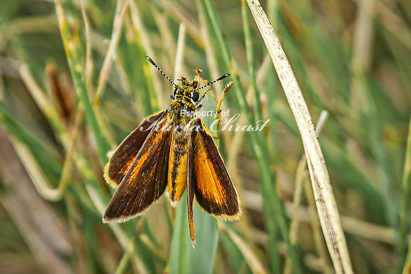Skipper 13 - August 17, 2024 - Casey Jones State Trail Minnesota