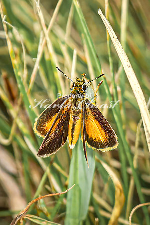 Skipper 14 - August 17, 2024 - Casey Jones State Trail Minnesota