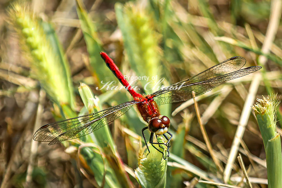 White-faced Meadowhawk 9 - August 17, 2024 - Casey Jones State Trail Minnesota
