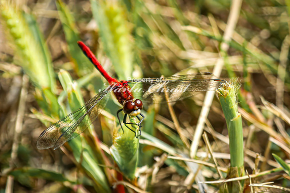 White-faced Meadowhawk 10 - August 17, 2024 - Casey Jones State Trail Minnesota