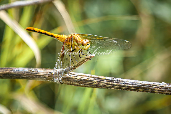 White-faced Meadowhawk 11 - August 17, 2024 - Casey Jones State Trail Minnesota