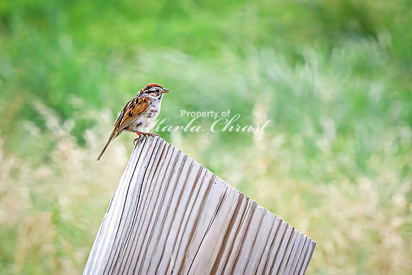 Song Sparrow 6 - August 17, 2024 - Casey Jones State Trail Minnesota