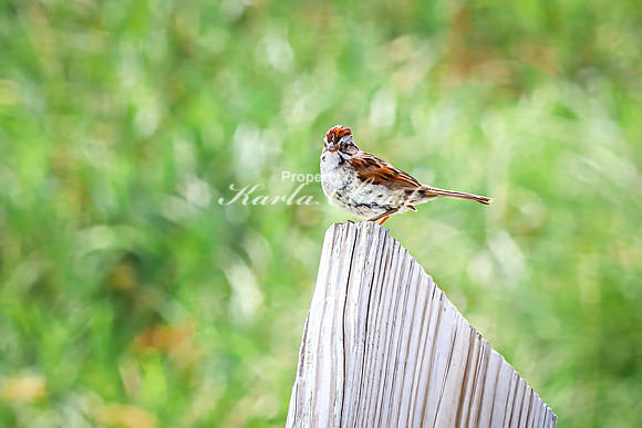 Song Sparrow 7 - August 17, 2024 - Casey Jones State Trail Minnesota