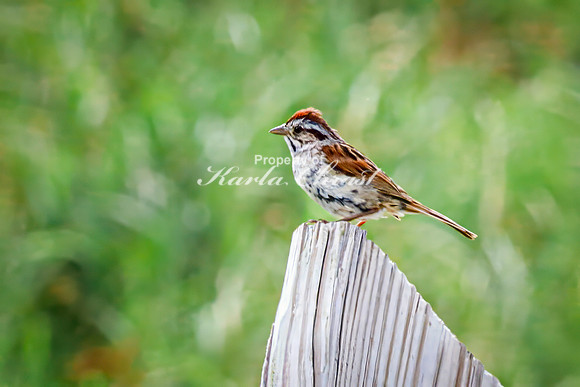 Song Sparrow 8 - August 17, 2024 - Casey Jones State Trail Minnesota