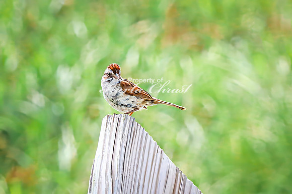 Song Sparrow 9 - August 17, 2024 - Casey Jones State Trail Minnesota