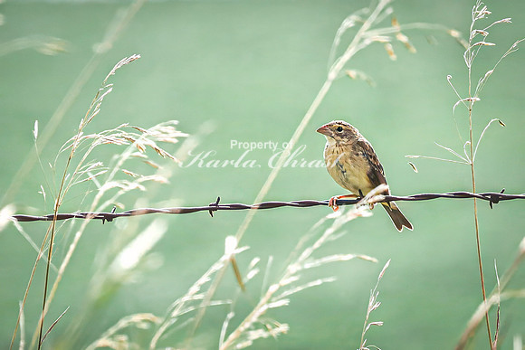 Savannah Sparrow 9 - August 17, 2024 - Casey Jones State Trail Minnesota