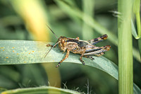 Grasshopper 2 - August 17, 2024 - Casey Jones State Trail Minnesota