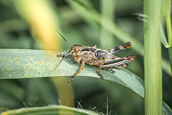 Grasshopper 2 - August 17, 2024 - Casey Jones State Trail Minnesota
