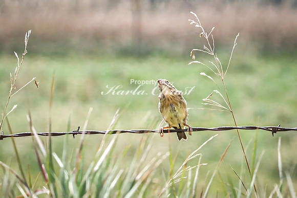 Savannah Sparrow 9 - August 17, 2024 - Casey Jones State Trail Minnesota