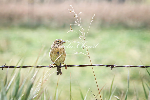 Savannah Sparrow 11 - August 17, 2024 - Casey Jones State Trail Minnesota