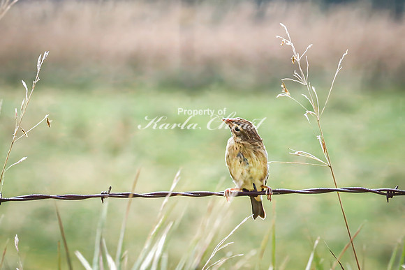 Savannah Sparrow 10 - August 17, 2024 - Casey Jones State Trail Minnesota