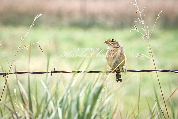 Savannah Sparrow 12 - August 17, 2024 - Casey Jones State Trail Minnesota