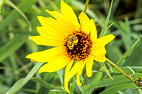 Bee 2 - August 17, 2024 - Casey Jones State Trail Minnesota