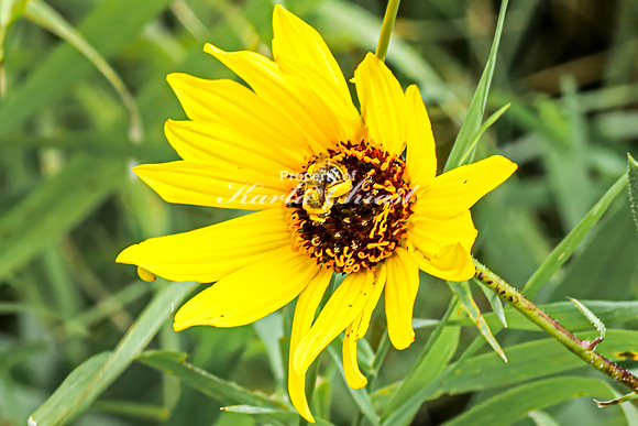 Bee 2 - August 17, 2024 - Casey Jones State Trail Minnesota