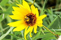 Bee 1 - August 17, 2024 - Casey Jones State Trail Minnesota