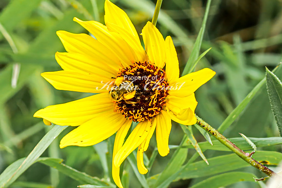 Bee 1 - August 17, 2024 - Casey Jones State Trail Minnesota