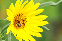 Bee 3 - August 17, 2024 - Casey Jones State Trail Minnesota