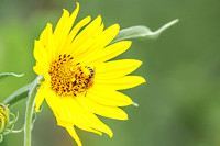 Bee 4 - August 17, 2024 - Casey Jones State Trail Minnesota