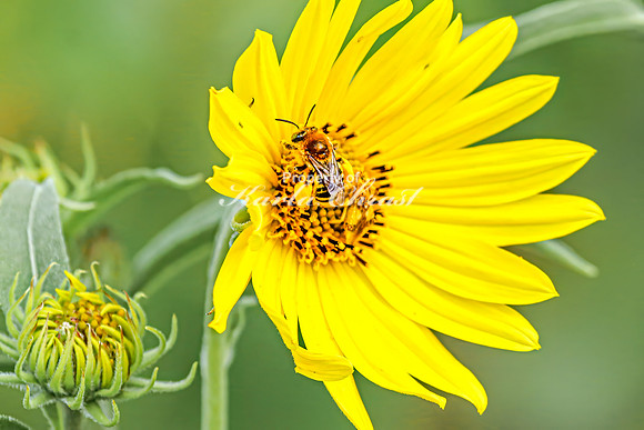 Bee 5 - August 17, 2024 - Casey Jones State Trail Minnesota