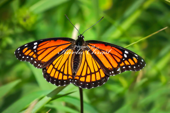 Viceroy 15 - August 17, 2024 - Casey Jones State Trail Minnesota