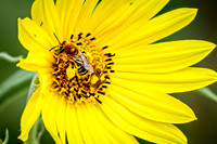 Ambush Bug 2 - August 17, 2024 - Casey Jones State Trail Minnesota