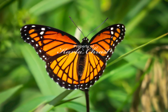 Viceroy 16 - August 17, 2024 - Casey Jones State Trail Minnesota