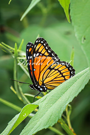 Viceroy 17 - August 17, 2024 - Casey Jones State Trail Minnesota