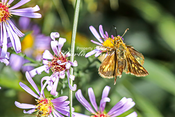 Skipper 15 - August 17, 2024 - Casey Jones State Trail Minnesota