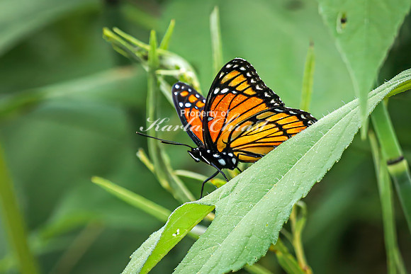 Viceroy 18 - August 17, 2024 - Casey Jones State Trail Minnesota