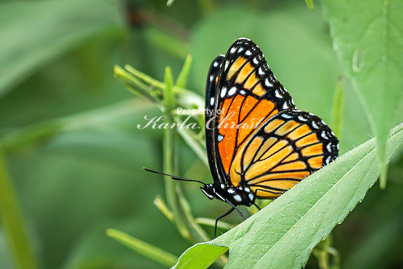Viceroy 19 - August 17, 2024 - Casey Jones State Trail Minnesota