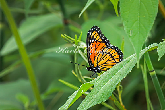 Viceroy 20 - August 17, 2024 - Casey Jones State Trail Minnesota