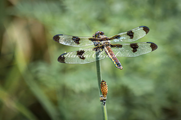 Twelve-spotted Skimmer 7 - August 17, 2024 - Casey Jones State Trail Minnesota