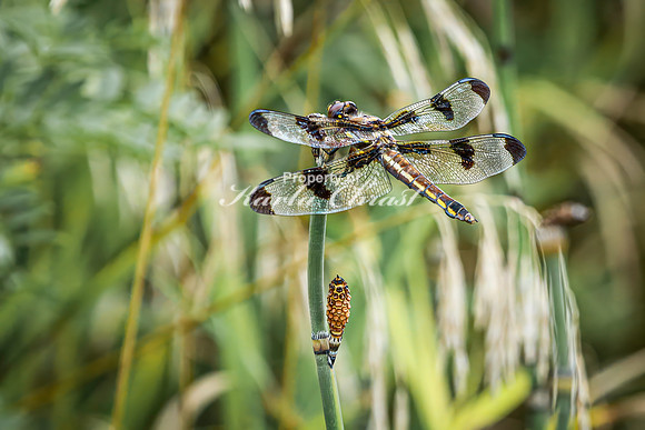 Twelve-spotted Skimmer 5 - August 17, 2024 - Casey Jones State Trail Minnesota