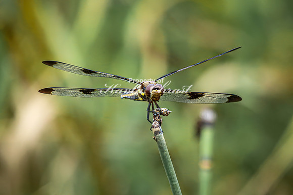 Twelve-spotted Skimmer 6 - August 17, 2024 - Casey Jones State Trail Minnesota