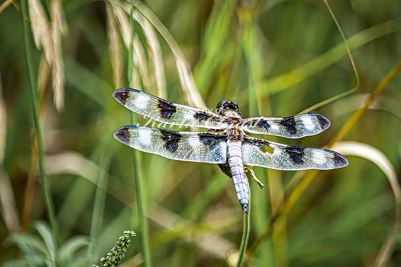 Twelve-spotted Skimmer 8 - August 17, 2024 - Casey Jones State Trail Minnesota