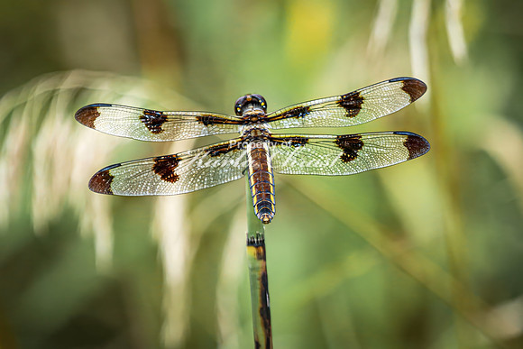 Twelve-spotted Skimmer 9 - August 17, 2024 - Casey Jones State Trail Minnesota