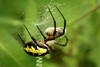 Yellow Garden Argiope 2 - August 29, 2015 Dakota Rail Regional Trail Minnesota