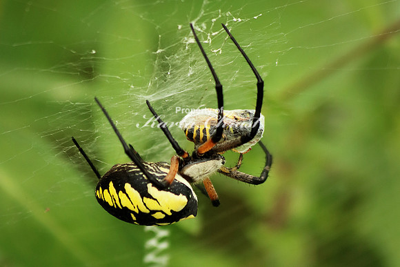 Yellow Garden Argiope 2 - August 29, 2015 Dakota Rail Regional Trail Minnesota