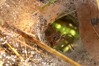Grass Spider 4 - September 28, 2019 Maplewood State Park