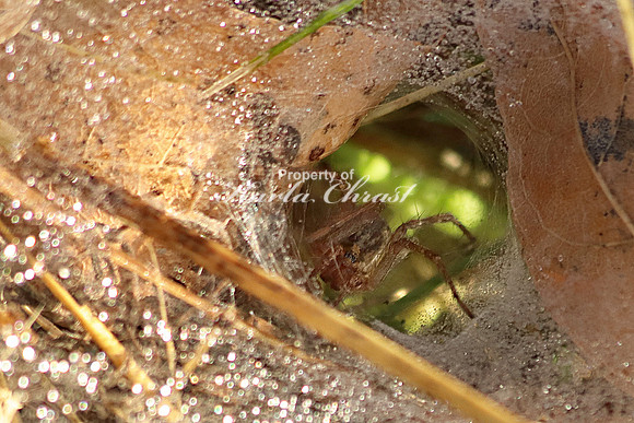 Grass Spider 4 - September 28, 2019 Maplewood State Park