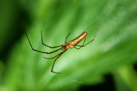 Long-bodied Spider - May 29, 2016