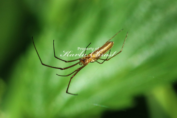 Long-bodied Spider - May 29, 2016
