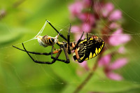 Yellow Garden Argiope 3 - August 29, 2015 Dakota Rail Regional Trail Minnesota
