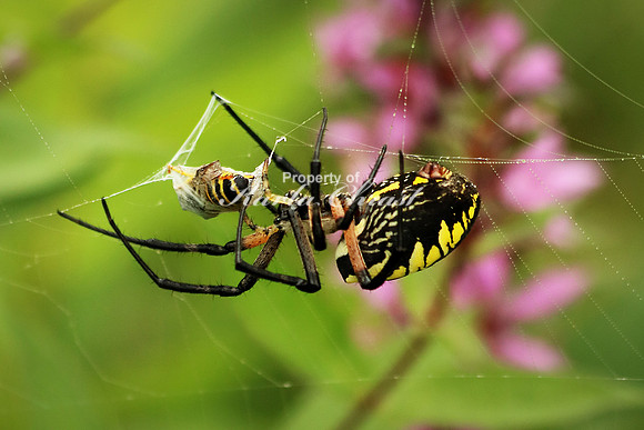 Yellow Garden Argiope 3 - August 29, 2015 Dakota Rail Regional Trail Minnesota