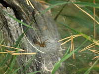 Grass Spider 1 - August 27, 2011 Luce Line State Trail