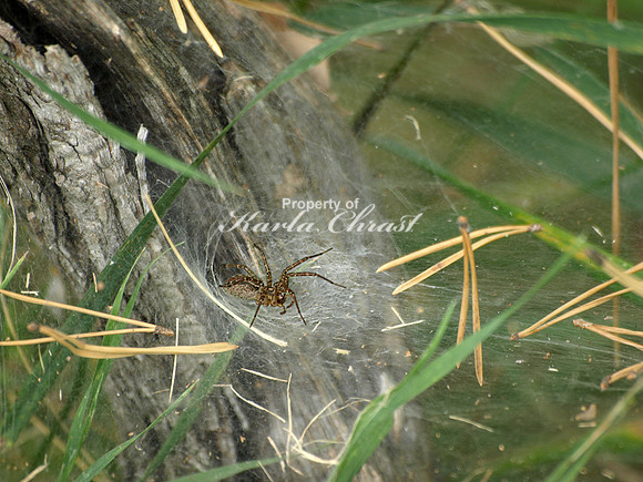 Grass Spider 1 - August 27, 2011 Luce Line State Trail