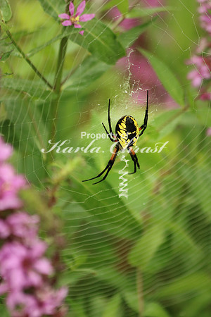 Yellow Garden Argiope 15 - August 29, 2015 Dakota Rail Regional Trail Minnesota