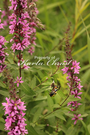 Yellow Garden Argiope 4 - August 29, 2015 Dakota Rail Regional Trail Minnesota